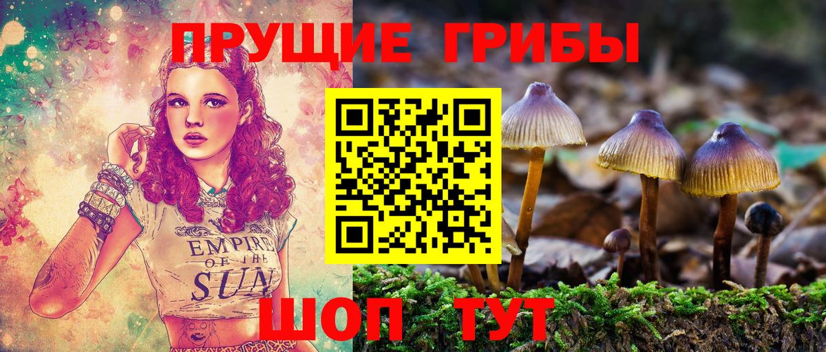 Псилоцибиновые грибы Cubensis Асино